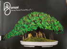 Bonsai : Journey towards tranquility